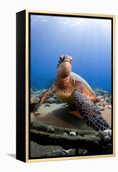 Hawksbill Turtle-null-Framed Premier Image Canvas