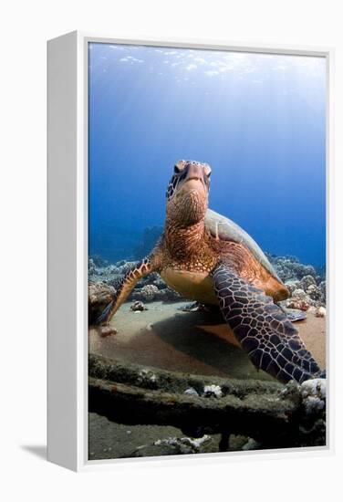 Hawksbill Turtle-null-Framed Premier Image Canvas