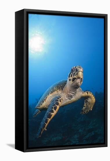 Hawksbill Turtle-Reinhard Dirscherl-Framed Premier Image Canvas