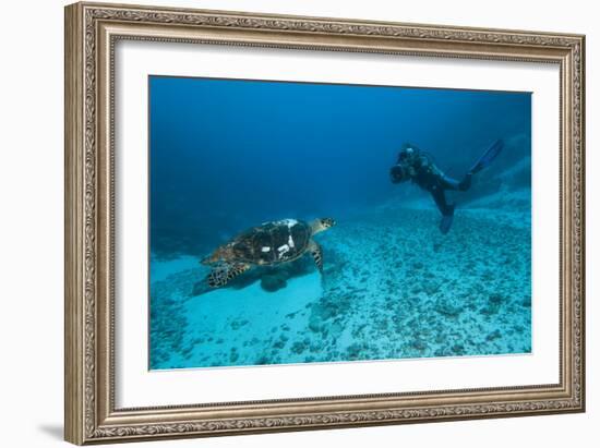 Hawksbill Turtle-Matthew Oldfield-Framed Photographic Print