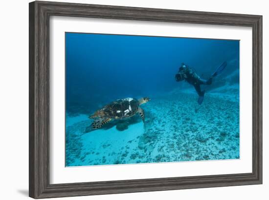 Hawksbill Turtle-Matthew Oldfield-Framed Photographic Print