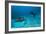 Hawksbill Turtle-Matthew Oldfield-Framed Photographic Print