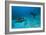 Hawksbill Turtle-Matthew Oldfield-Framed Photographic Print