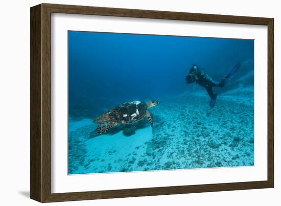 Hawksbill Turtle-Matthew Oldfield-Framed Photographic Print