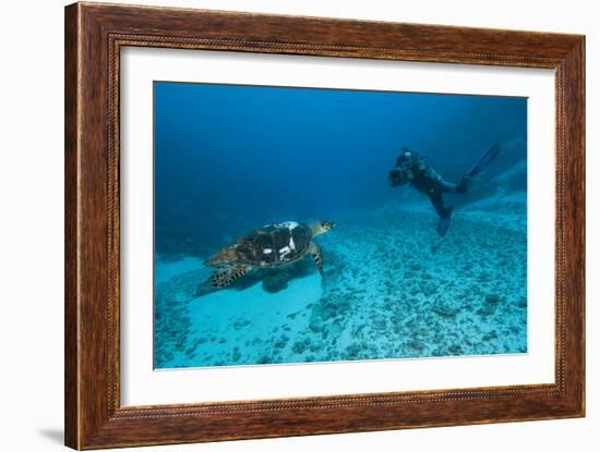 Hawksbill Turtle-Matthew Oldfield-Framed Photographic Print