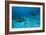 Hawksbill Turtle-Matthew Oldfield-Framed Photographic Print