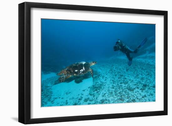 Hawksbill Turtle-Matthew Oldfield-Framed Photographic Print