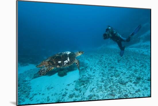 Hawksbill Turtle-Matthew Oldfield-Mounted Photographic Print