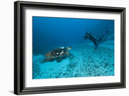 Hawksbill Turtle-Matthew Oldfield-Framed Photographic Print