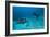 Hawksbill Turtle-Matthew Oldfield-Framed Photographic Print