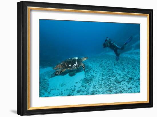 Hawksbill Turtle-Matthew Oldfield-Framed Photographic Print