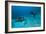 Hawksbill Turtle-Matthew Oldfield-Framed Photographic Print