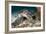 Hawksbill Turtle-Matthew Oldfield-Framed Photographic Print