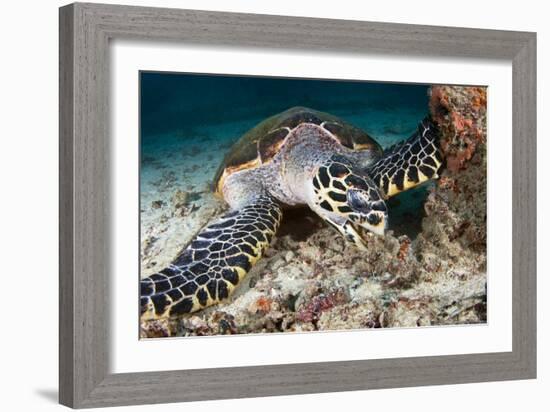 Hawksbill Turtle-Matthew Oldfield-Framed Photographic Print