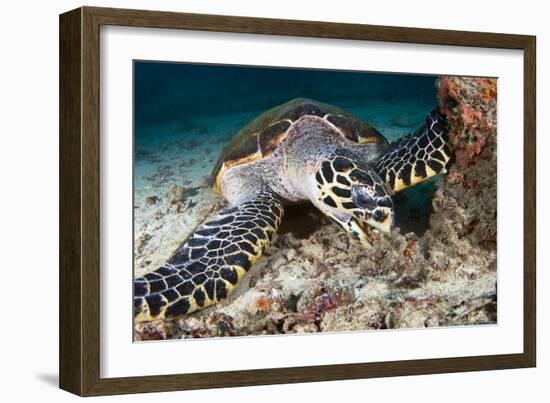 Hawksbill Turtle-Matthew Oldfield-Framed Photographic Print