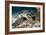 Hawksbill Turtle-Matthew Oldfield-Framed Photographic Print