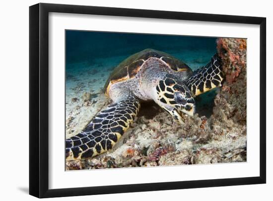 Hawksbill Turtle-Matthew Oldfield-Framed Photographic Print