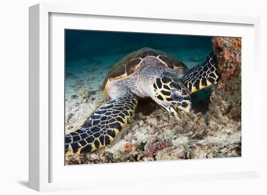 Hawksbill Turtle-Matthew Oldfield-Framed Photographic Print