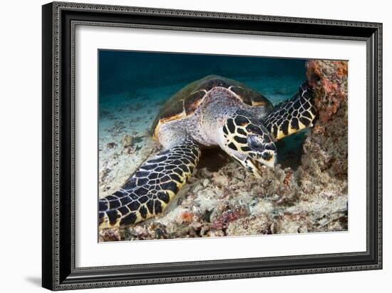 Hawksbill Turtle-Matthew Oldfield-Framed Photographic Print