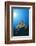 Hawksbill Turtle-Reinhard Dirscherl-Framed Photographic Print