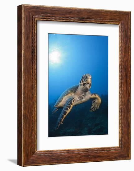 Hawksbill Turtle-Reinhard Dirscherl-Framed Photographic Print