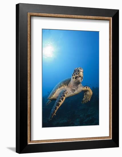 Hawksbill Turtle-Reinhard Dirscherl-Framed Photographic Print