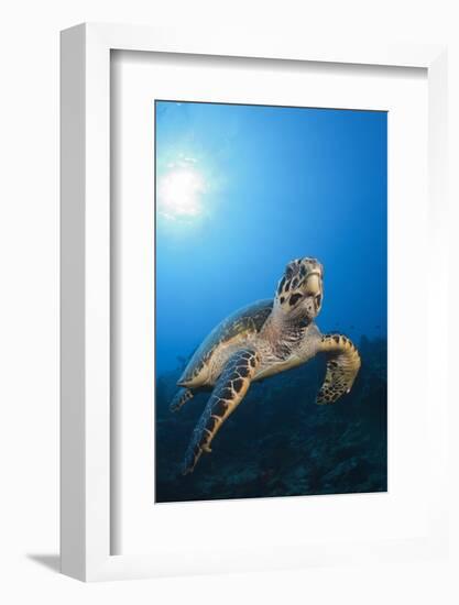 Hawksbill Turtle-Reinhard Dirscherl-Framed Photographic Print