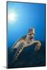 Hawksbill Turtle-Reinhard Dirscherl-Mounted Photographic Print