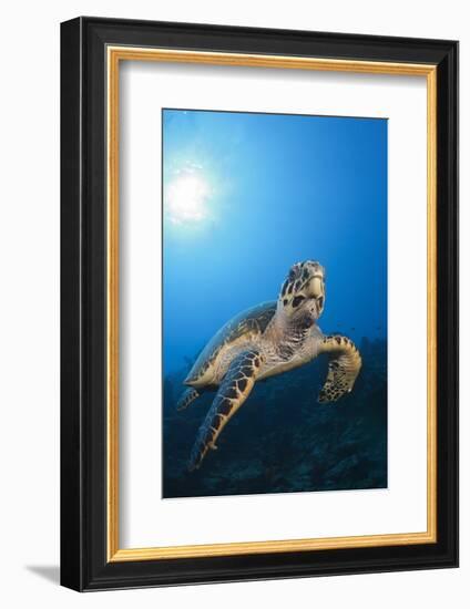 Hawksbill Turtle-Reinhard Dirscherl-Framed Photographic Print