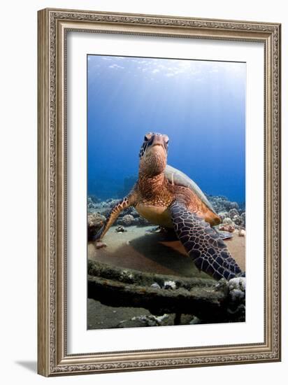 Hawksbill Turtle-null-Framed Photographic Print