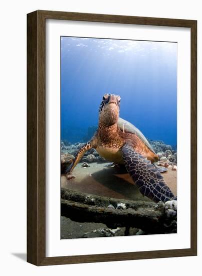 Hawksbill Turtle-null-Framed Photographic Print