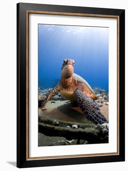 Hawksbill Turtle-null-Framed Photographic Print