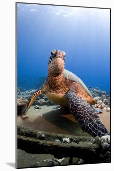 Hawksbill Turtle-null-Mounted Photographic Print
