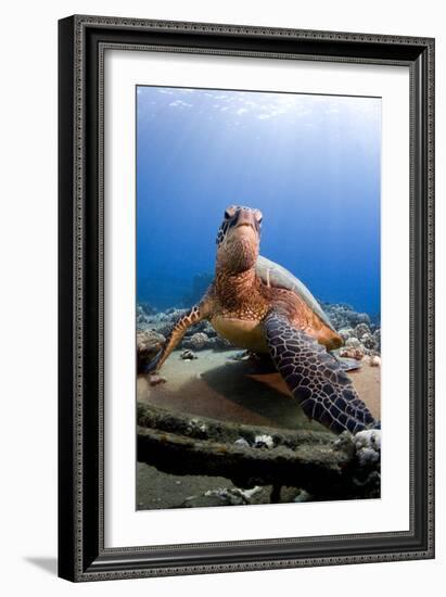 Hawksbill Turtle-null-Framed Photographic Print