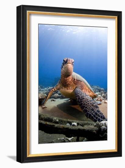 Hawksbill Turtle-null-Framed Photographic Print