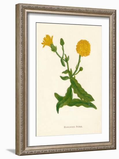 'Hawkweed Picris', c1891, (1891)-Anne Pratt-Framed Giclee Print