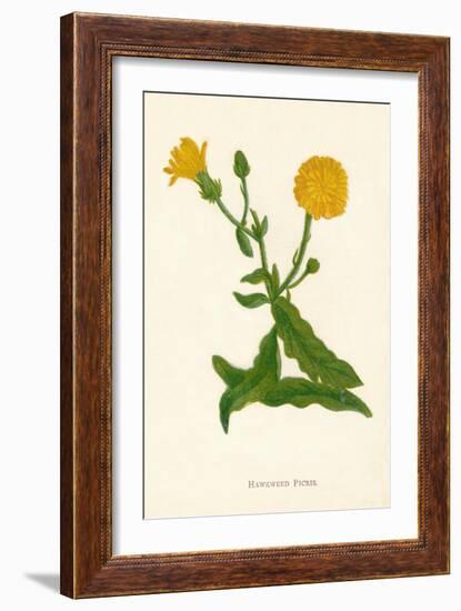 'Hawkweed Picris', c1891, (1891)-Anne Pratt-Framed Giclee Print