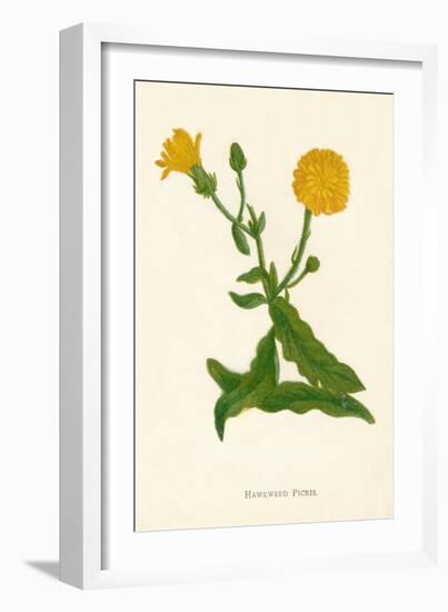 'Hawkweed Picris', c1891, (1891)-Anne Pratt-Framed Giclee Print