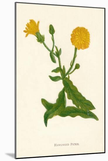 'Hawkweed Picris', c1891, (1891)-Anne Pratt-Mounted Giclee Print