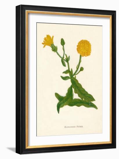 'Hawkweed Picris', c1891, (1891)-Anne Pratt-Framed Giclee Print