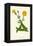 'Hawkweed Picris', c1891, (1891)-Anne Pratt-Framed Premier Image Canvas