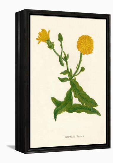 'Hawkweed Picris', c1891, (1891)-Anne Pratt-Framed Premier Image Canvas