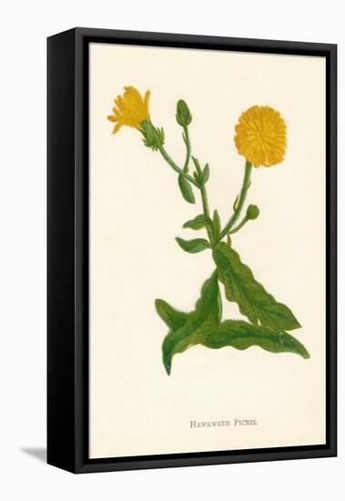 'Hawkweed Picris', c1891, (1891)-Anne Pratt-Framed Premier Image Canvas