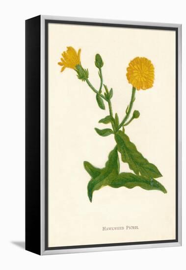 'Hawkweed Picris', c1891, (1891)-Anne Pratt-Framed Premier Image Canvas