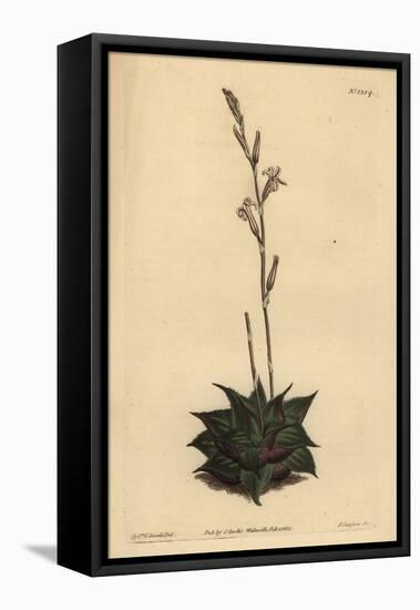 Haworthia Mirabilis (Rough-Leaved Cushion Aloe, Aloe Mirabilis)-Sydenham Teast Edwards-Framed Premier Image Canvas