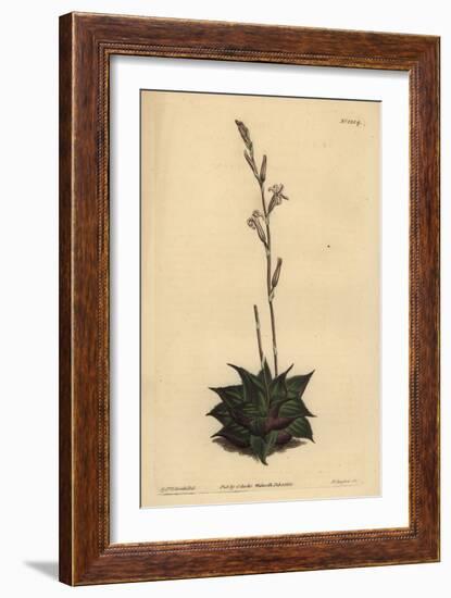 Haworthia Mirabilis (Rough-Leaved Cushion Aloe, Aloe Mirabilis)-Sydenham Teast Edwards-Framed Giclee Print