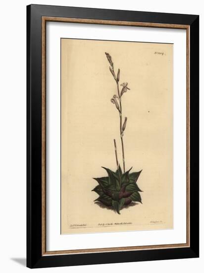 Haworthia Mirabilis (Rough-Leaved Cushion Aloe, Aloe Mirabilis)-Sydenham Teast Edwards-Framed Giclee Print