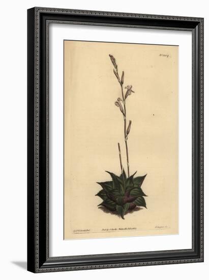 Haworthia Mirabilis (Rough-Leaved Cushion Aloe, Aloe Mirabilis)-Sydenham Teast Edwards-Framed Giclee Print