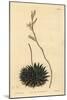 Haworthia Pumila or Tulista Pumila (Dark-Leaved Spider Aloe, Aloe Arachnoides Pumila)-Sydenham Teast Edwards-Mounted Giclee Print