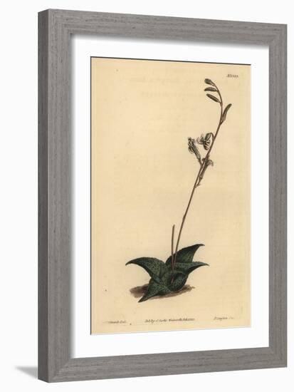 Haworthia Venosa (Recurved Aloe, Aloe Recurva)-Sydenham Teast Edwards-Framed Giclee Print